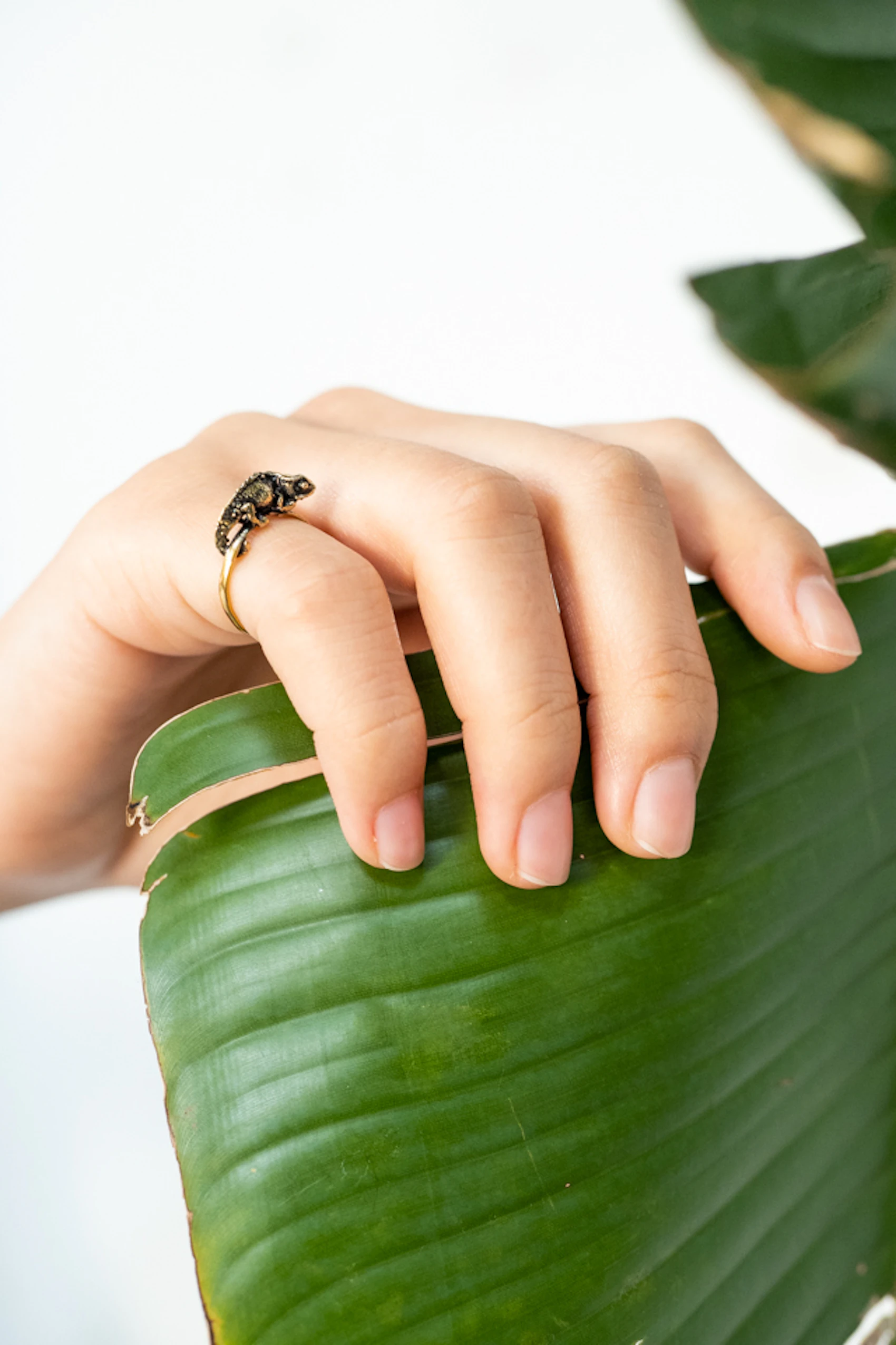 Brookesia Nana Ring 8